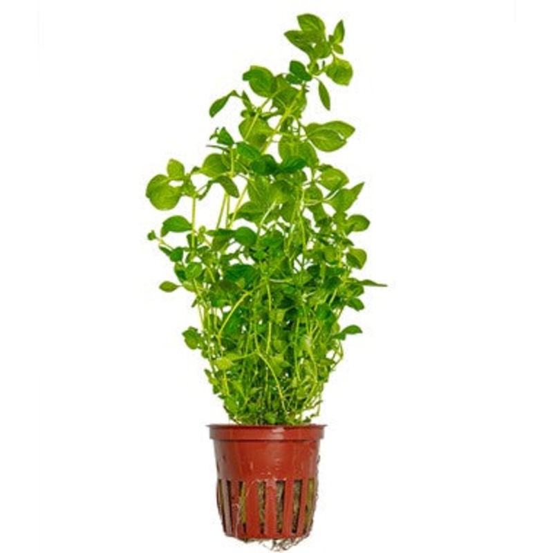 Ludwigia Palustris Green potted 035D