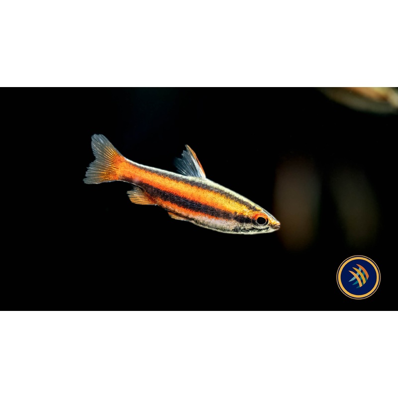 Coral Red Pencil Fish (Nannostomus mortenthaleri) Med-Large (Aquarium Glaser)