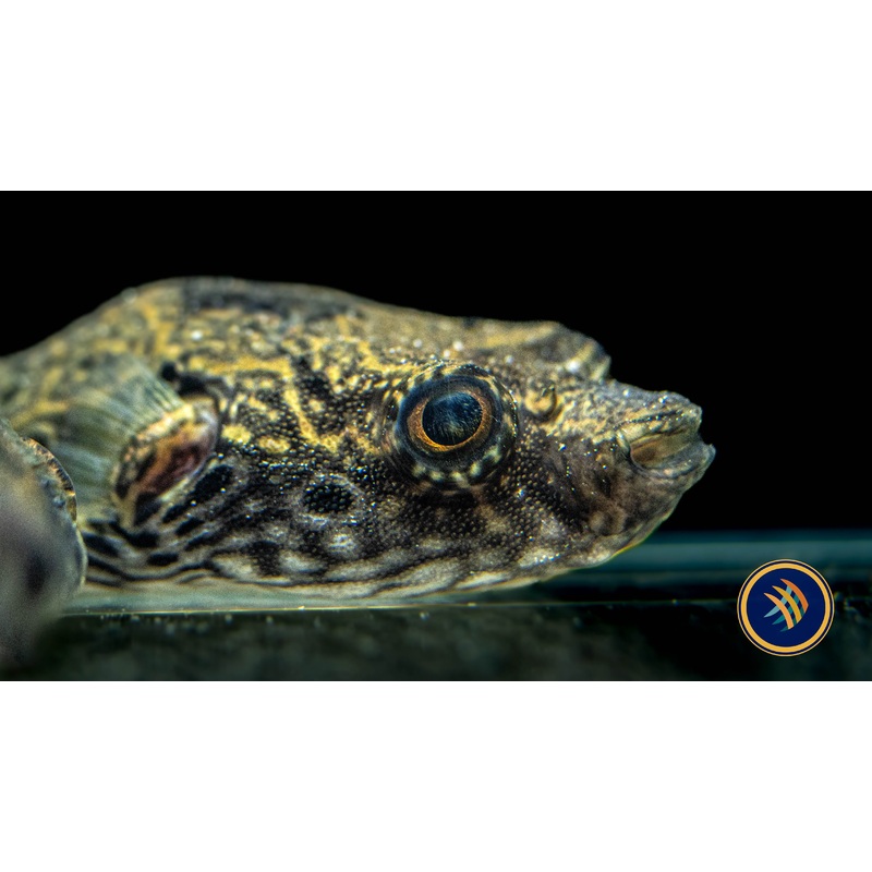 Humpback Puffer XL (Pao palembangensis) 12-18cm