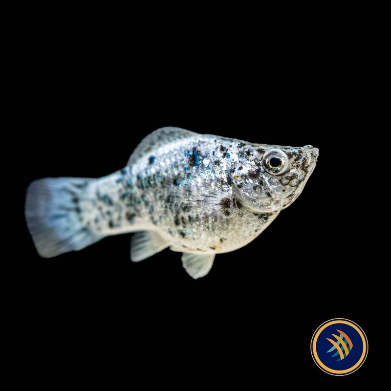 Premium Assorted Balloon Sailfin Molly