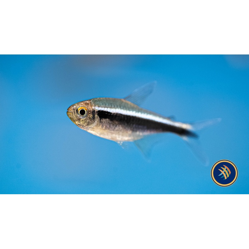 Black Neon Tetra (Hyphessobrycon herbertaxelrodi) (Med-Large) Aquarium Glaser