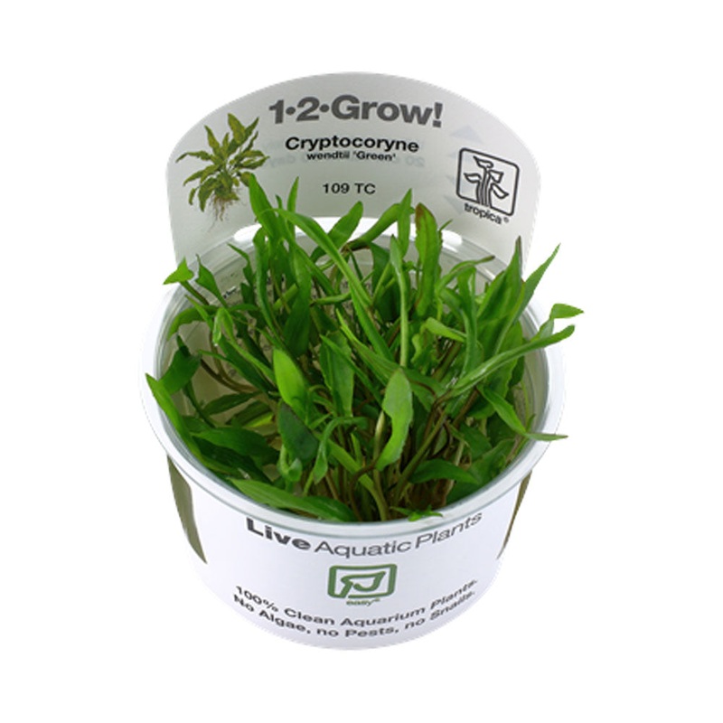 Cryptocoryne wendtii 'Green' 1-2-Grow 109 TC