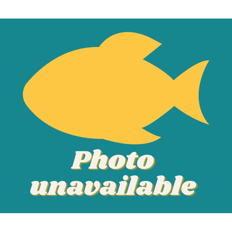 Featherfin Pearl Killi (Simpsonichthys constanciae) 3cm