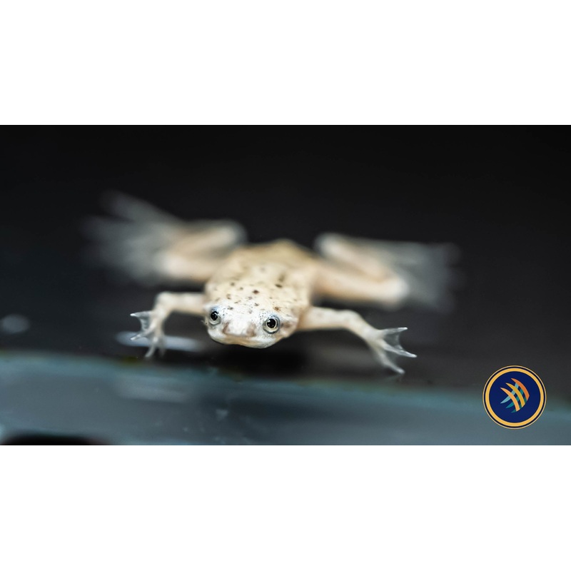 Platinum African Dwarf Frog (Hymenochirus Boettgeri)