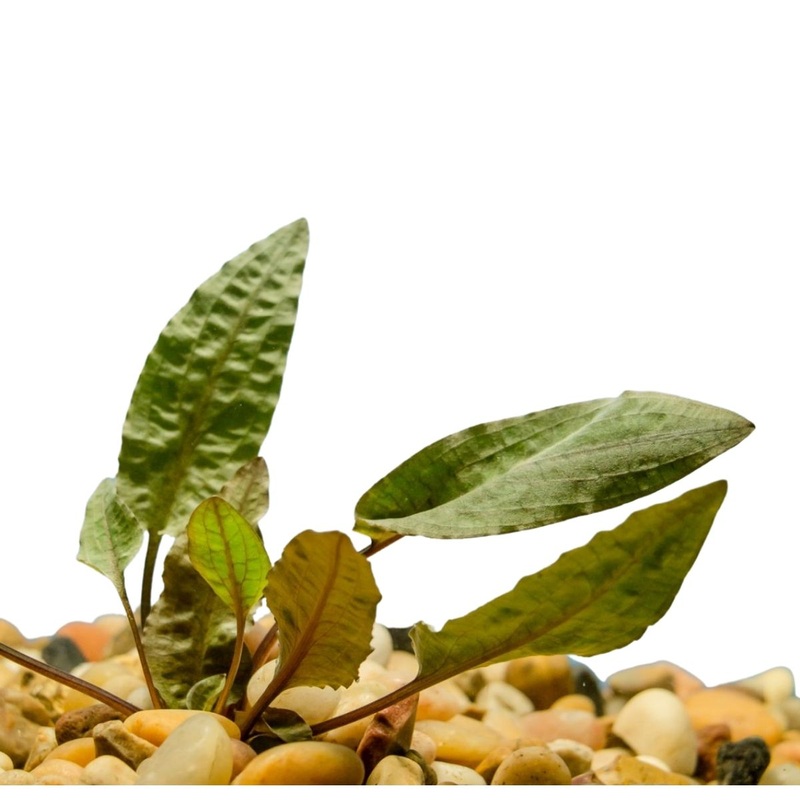 Cryptocorynes Wendtii Brown