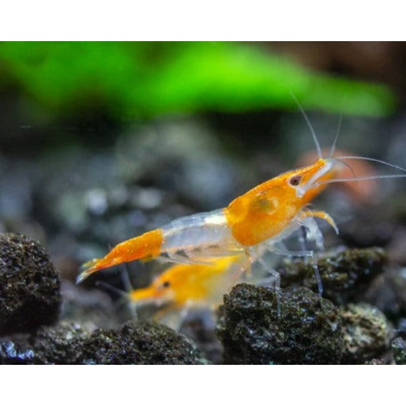 Orange Rili Shrimp