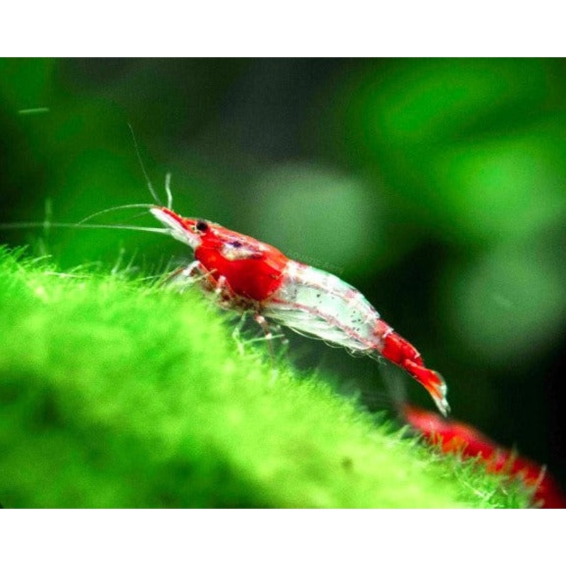 Red Rili Shrimp