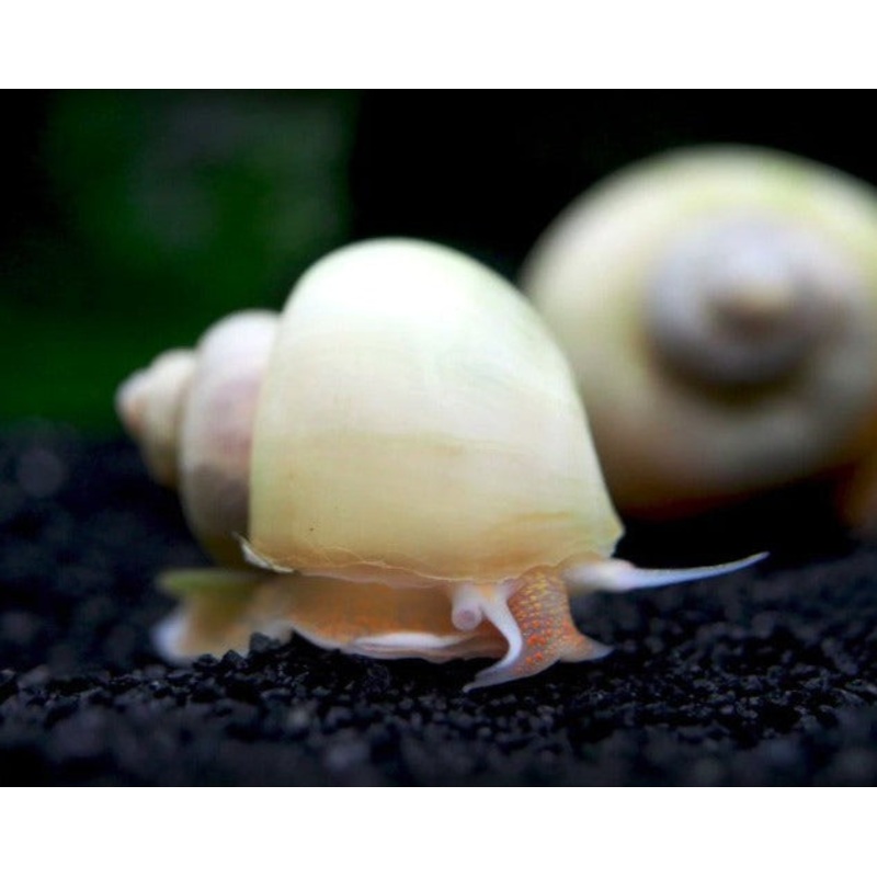 Ivory Mystery Snail