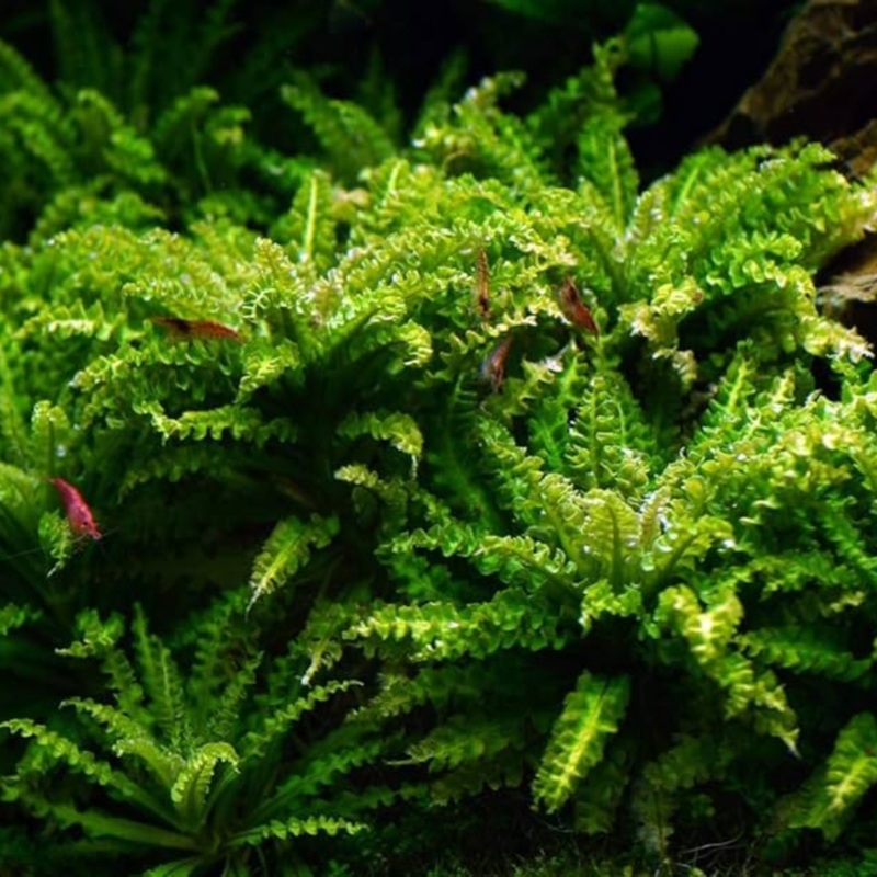 Pogostemon Helferi - little star