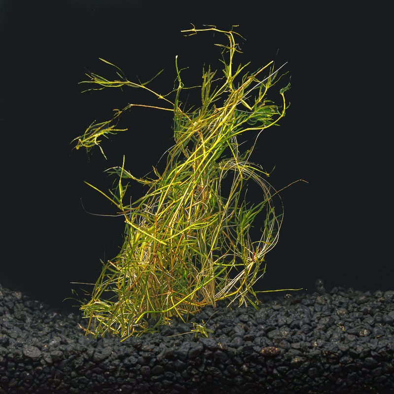 Guppy Grass