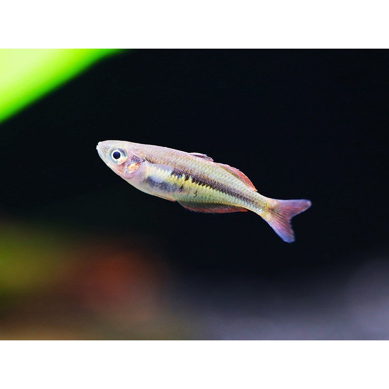 Alleni Rainbowfish (Chilatherina alleni)  Tank-Bred