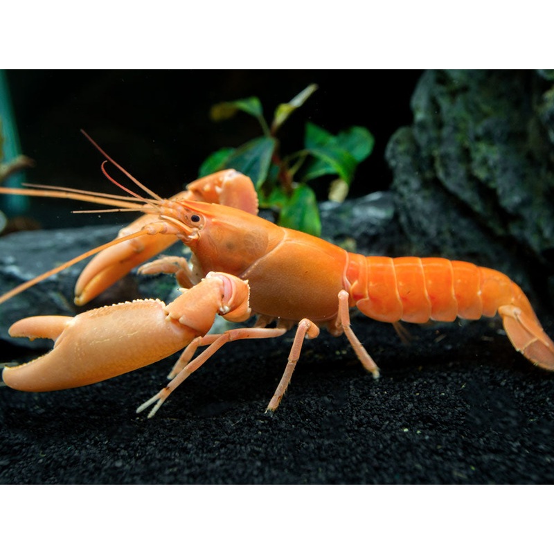 Apricot Crayfish (Cherax holthuisi var. Apricot), Tank-Bred!