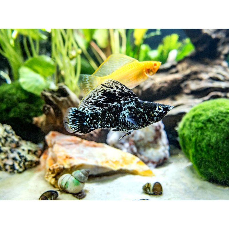 Assorted Sailfin Molly (Poecilia latipinna/velifera) - Tank-Bred!