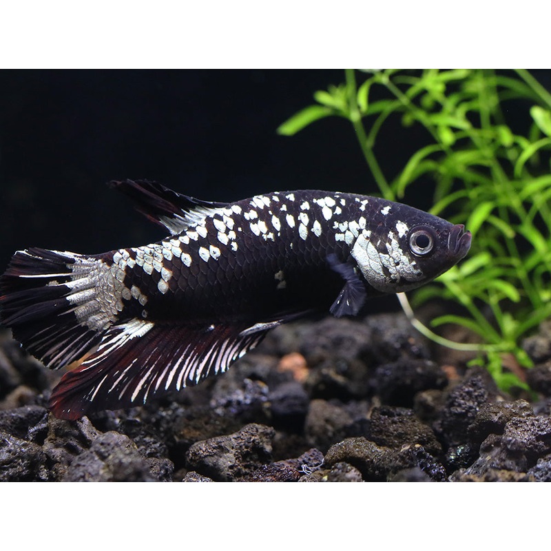 Black Dragon Male Betta (Betta splendens) - Tank Bred