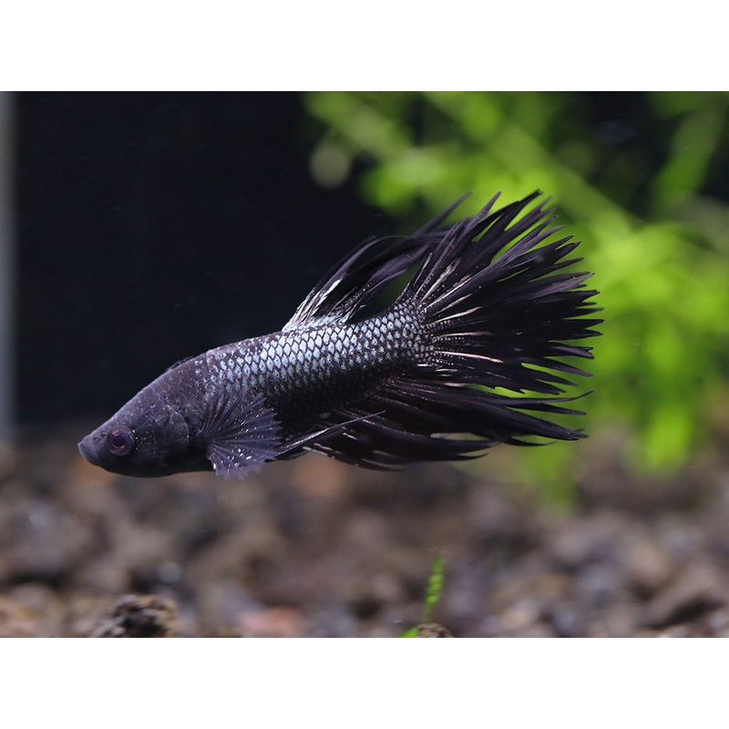 Black Orchid Crowntail Male Betta (Betta splendens) - Tank Bred