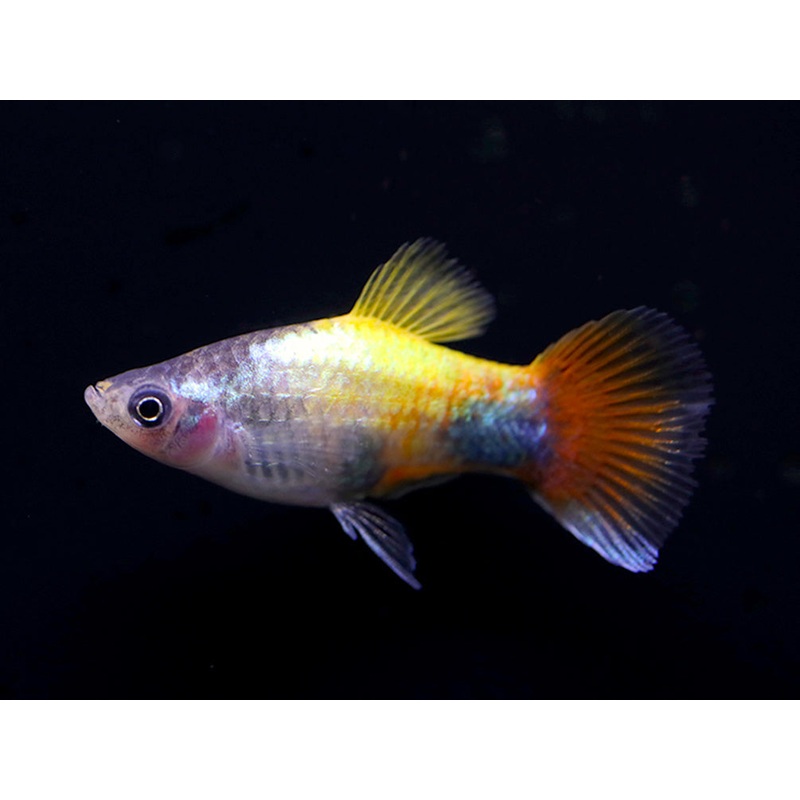 Blue Butterfly Platies aka Blue Butterfly Mickey Mouse Platy (Xiphophorus maculatus)   Tank Bred