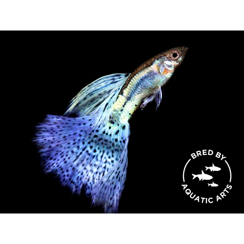 Blue Grass Guppy (Poecilia reticulata), BREDBY: Aquatic Arts