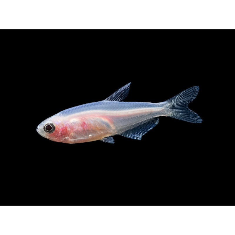 Golden Blue/Purple Emperor Tetra (Inpaichthys kerri) - Tank-Bred!