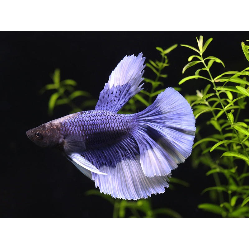 Halfmoon Butterfly Male Betta (Betta splendens) - Tank Bred