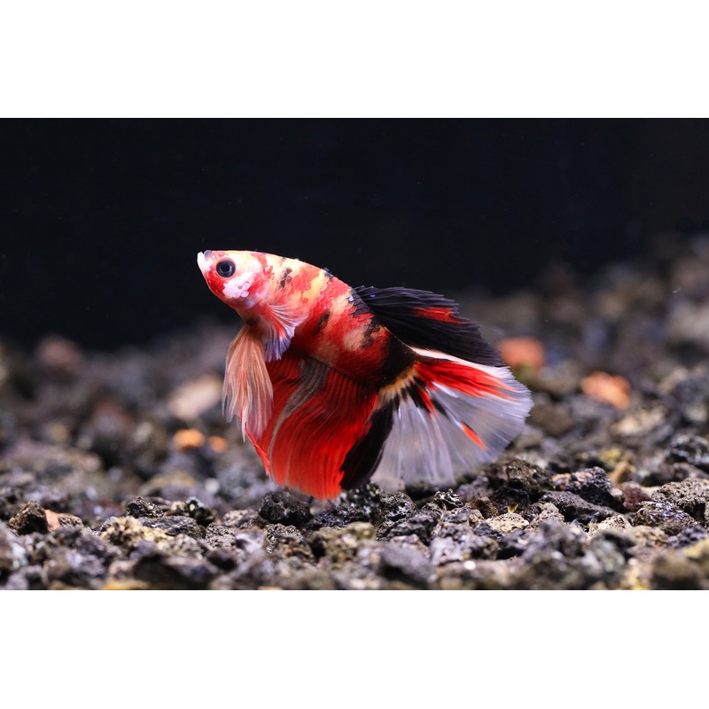 Halfmoon Koi Male Betta (Betta splendens) - Tank Bred