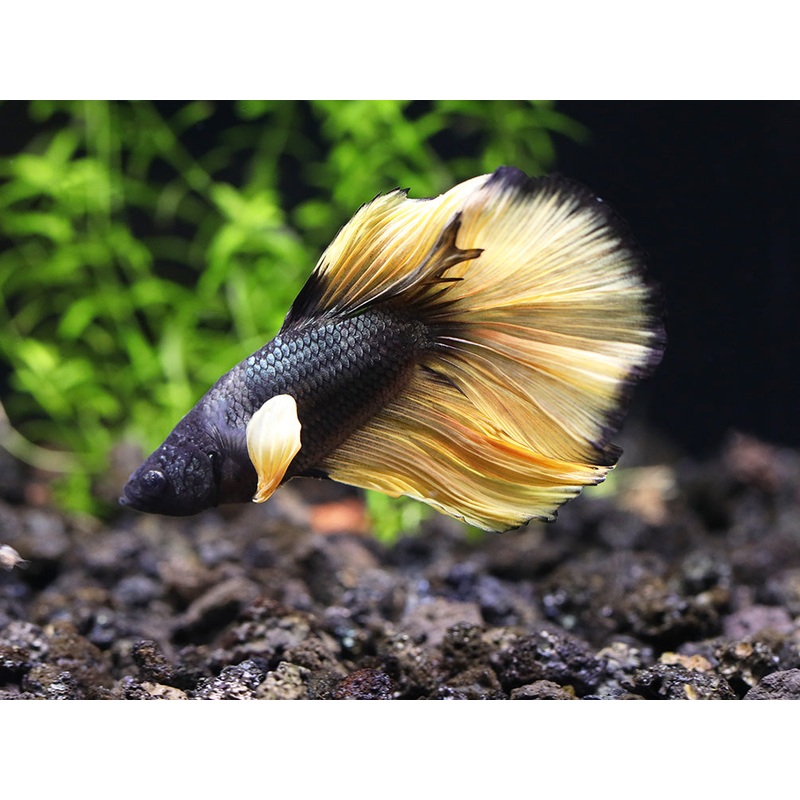 Halfmoon Mustard Gas Male Betta (Betta splendens) - Tank Bred