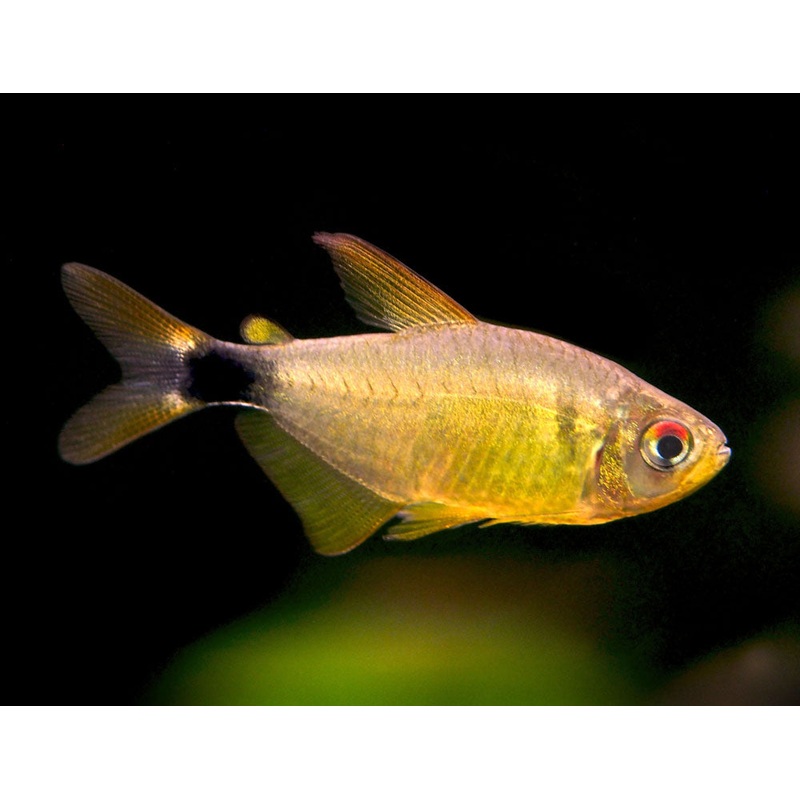 Kitty Tetra (Hyphessobrycon heliacus), Tank-Bred!