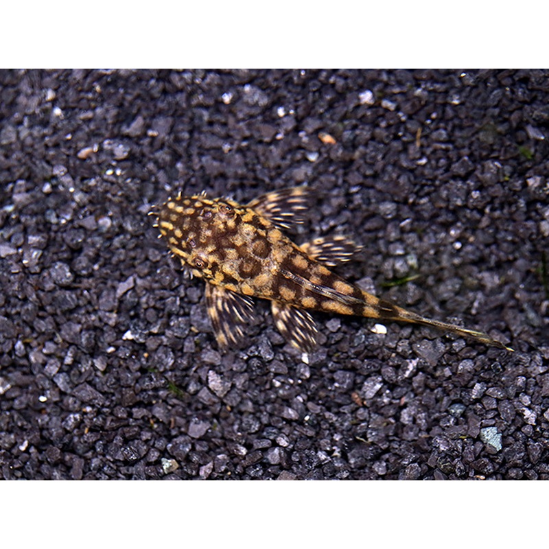 L157 Red Spot Bristlenose Pleco (Ancistrus sp. "L157") - Tank Bred