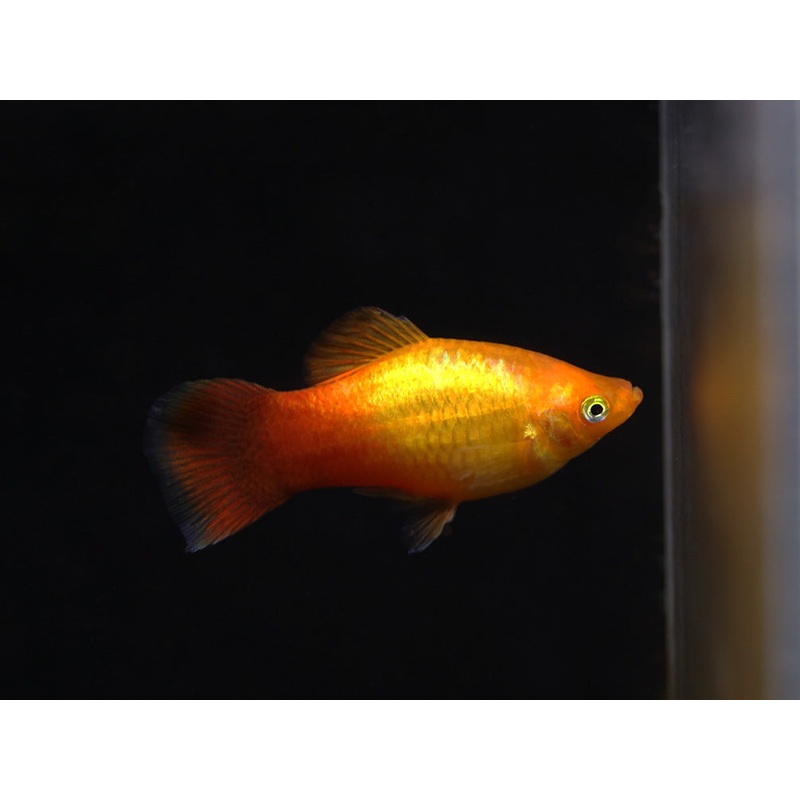 Neon Sunset Platy (Xiphophorus maculatus) - Tank Bred