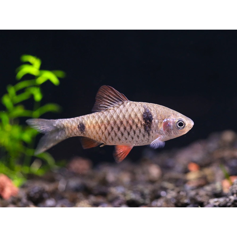 Odessa Barb (Pethia padamya) - Tank-Bred