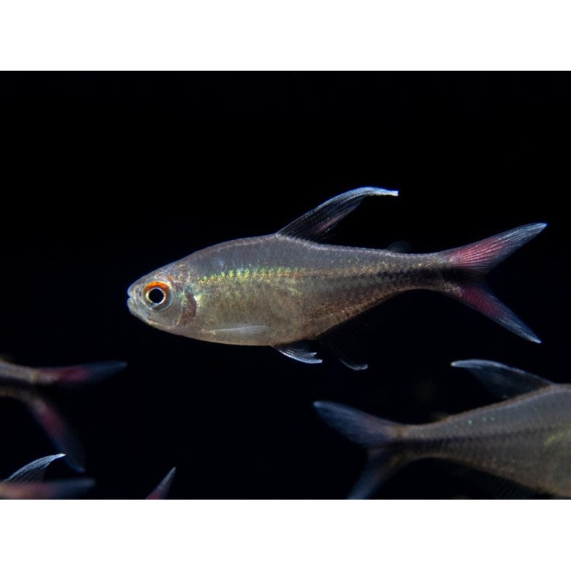 Phoenix Tetra (Hemigrammus filamentosus) - Tank-Bred!