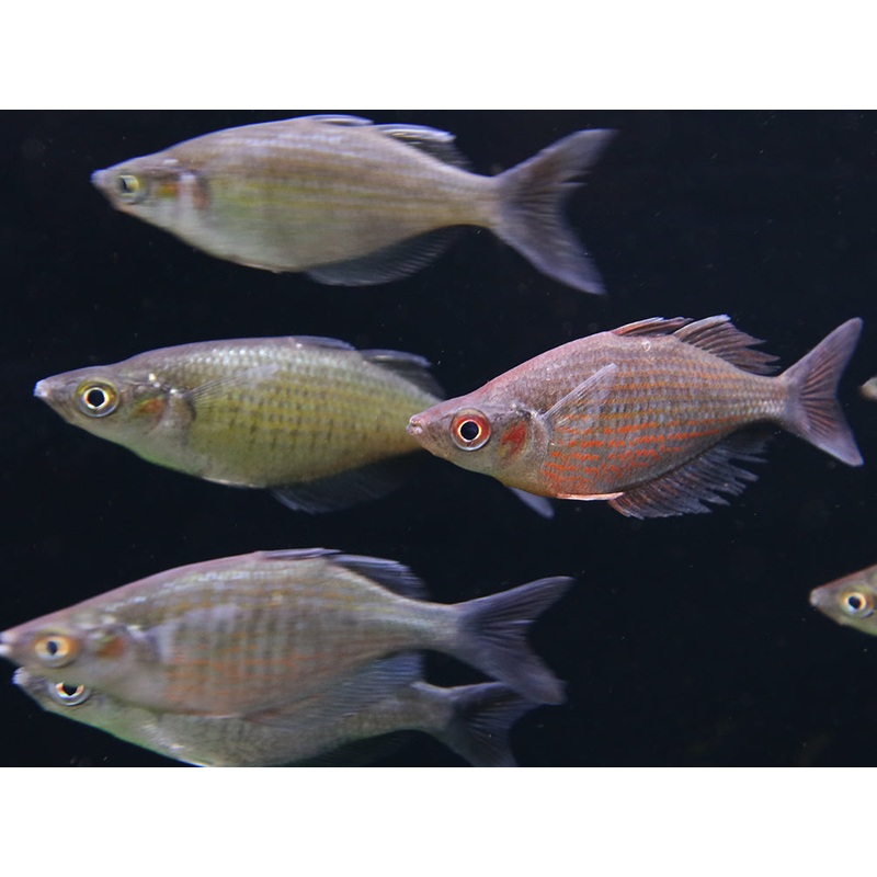 Red Dragon "Mamberamo River" (Glossolepis multisquamata) Rainbowfish - Tank Bred