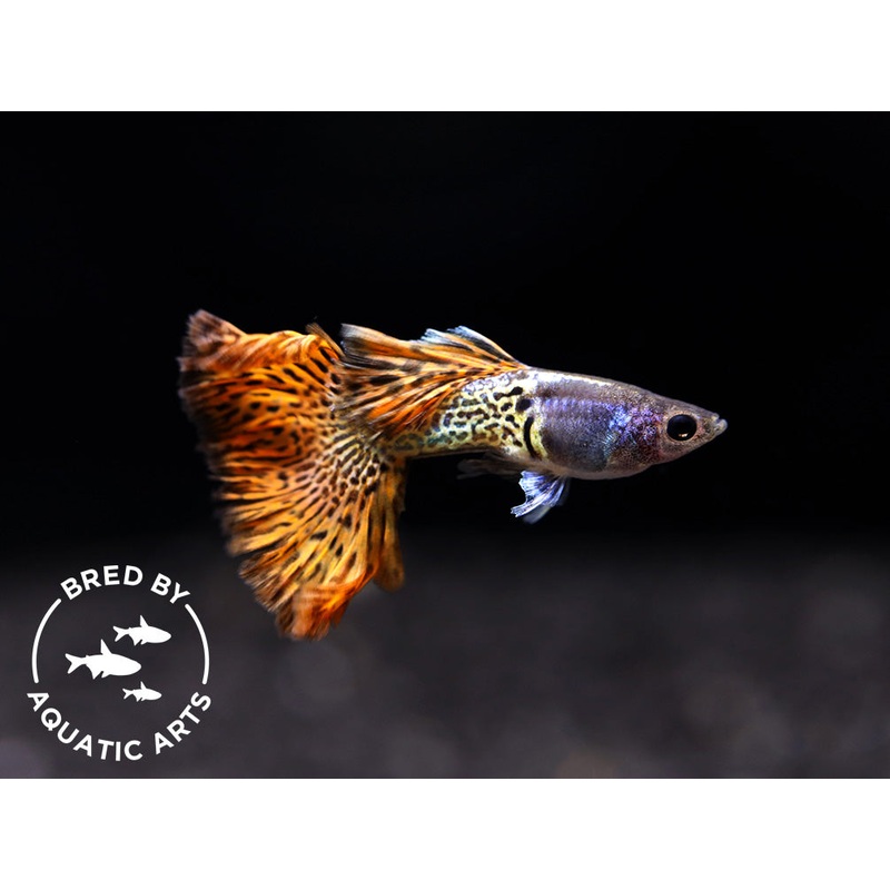 Red Lace Guppy (Poecilia reticulata), BREDBY: Aquatic Arts