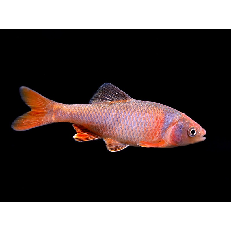 Red Shiner (Cyprinella lutrensis), Tank-Bred!