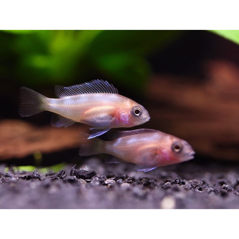 Red Widow Frontosa (Cyphotilapia frontosa 'Red Widow')  Tank Bred