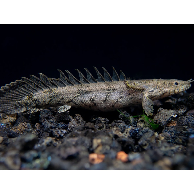 Saddled Bichir (polypterus endlicheri)  - Tank-Bred!