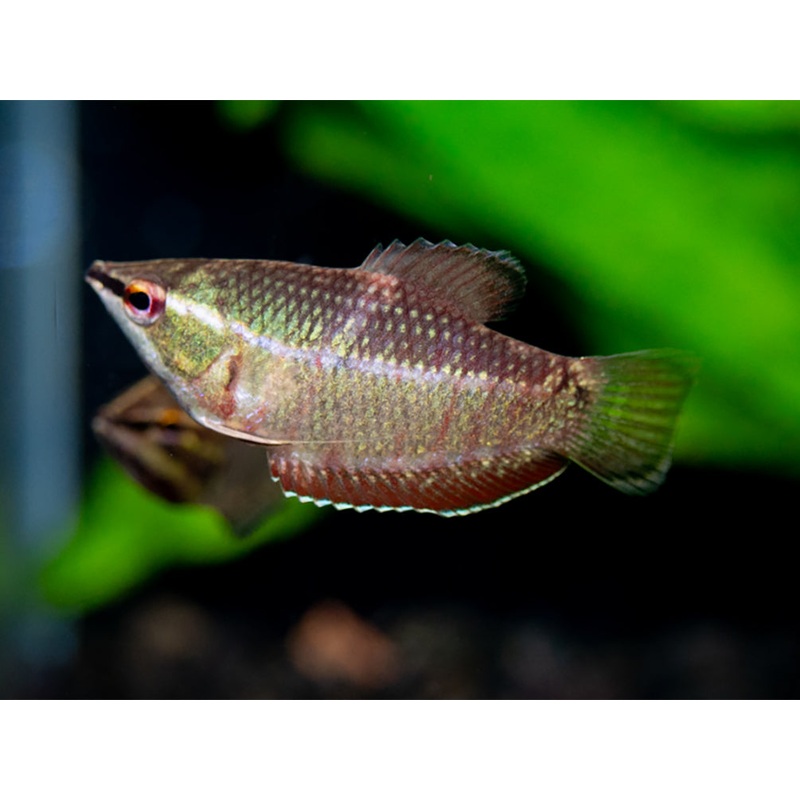 Samurai Gourami aka "Vaillant's Chocolate Gourami" (Sphaerichthys vaillanti) - Tank Bred