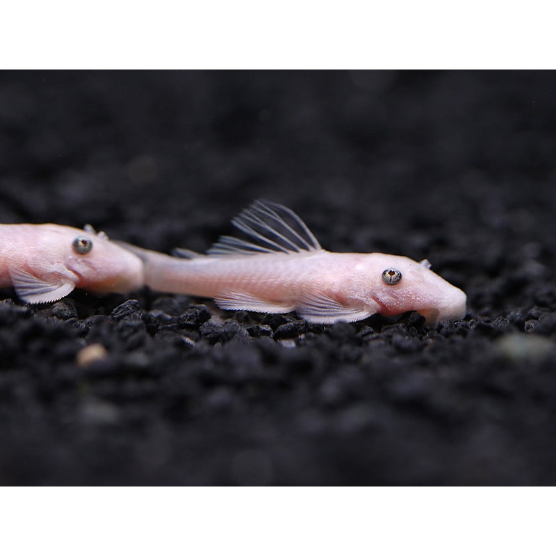 Snow White Bristlenose Pleco L144 (Ancistrus sp.) - Tank Bred
