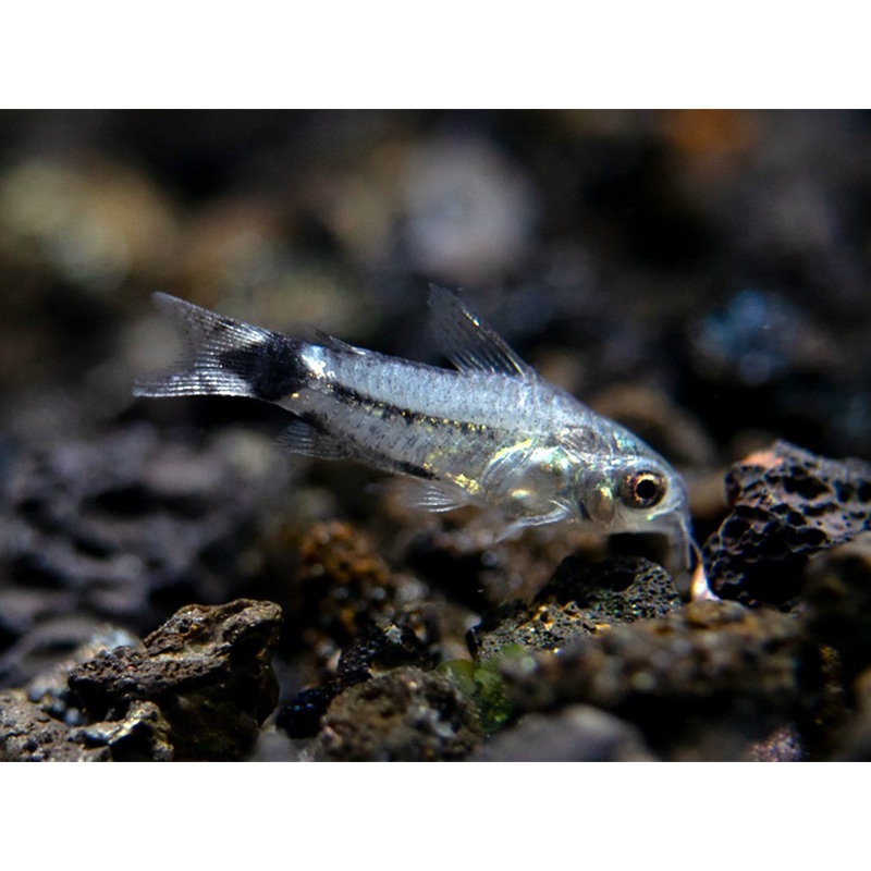 Tail Spot Pygmy Cory (Corydoras hastatus) - Tank Bred