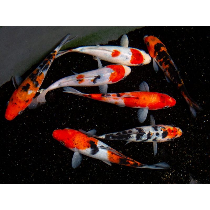 Taisho Sanke Koi (Cyprinus rubrofuscus "Sanke") - Tank Bred