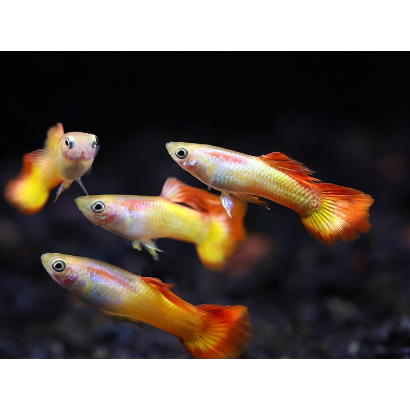 Tequila Sunrise Guppies (Poecilia reticulata) Tank Bred