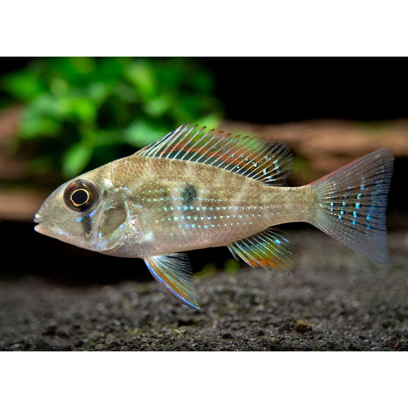 Threadfin Acara Cichlid (Acarichthys heckelii), Tank-Bred