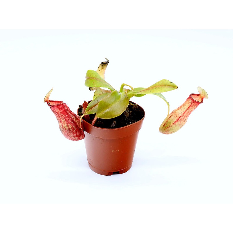 Tropical Pitcher Plant (Nepenthes)  Potted Carnivorous Plant