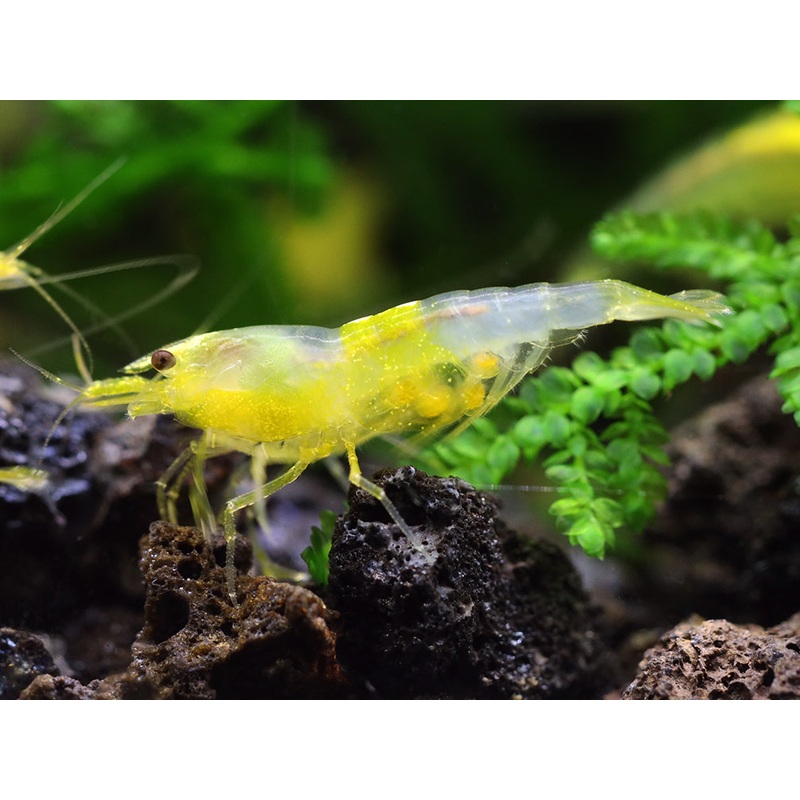 Yellow Cherry Shrimp (Neocaridina davidi) - Bred by Aquatic Arts