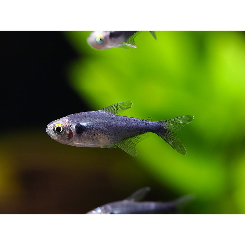 Black Diamond Neon Tetra (Paracheirodon innesi var. "Black Diamond") - Tank-Bred!