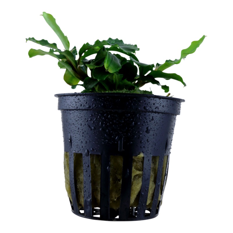 Bucephalandra pygmaea Wavy Green - Tropica