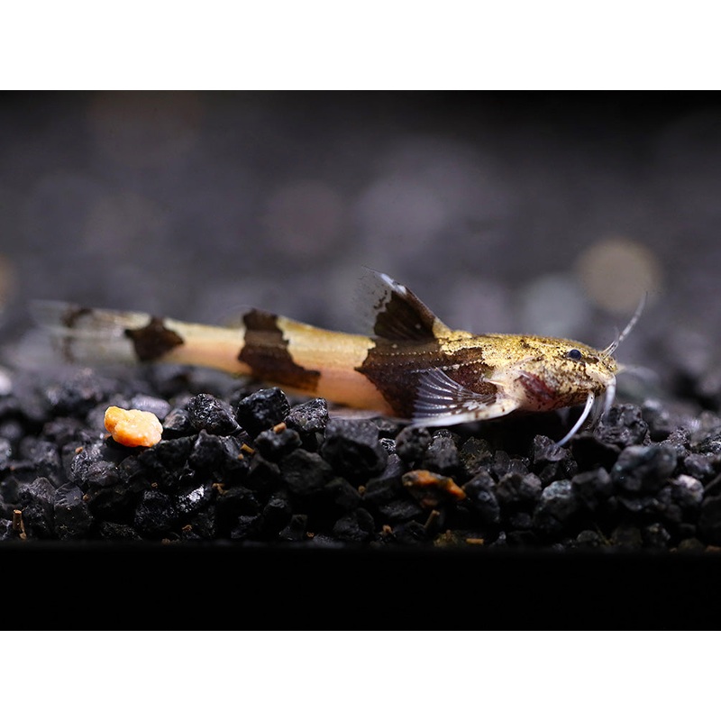 Burmese Marble Catfish (Akysis prashadi)