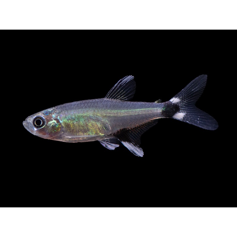 Dawn AKA Panda Tetra (Aphyocharax nattereri), Tank-Bred