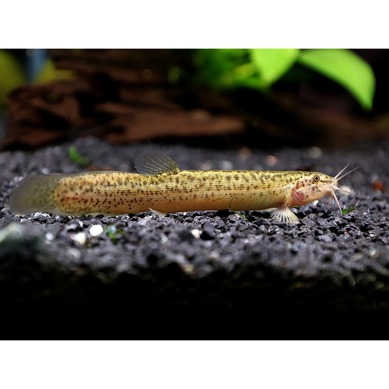 Dojo Loach (Misgurnus anguillicaudatus)  Tank-Bred