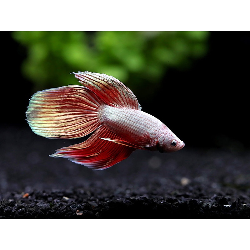 Dragon scale Longfin Betta (Betta splendens) - Tank Bred
