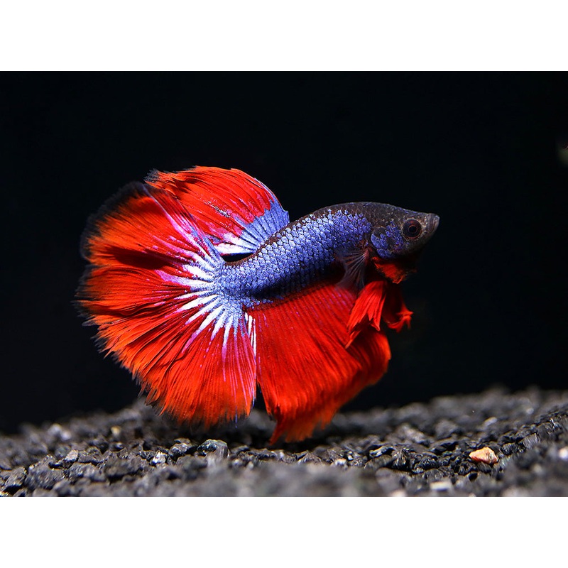 Dragon Super Delta Tail Betta (Betta splendens) - Tank Bred